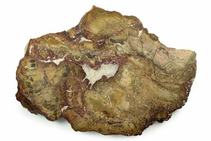 Polished Petrified Wood Slab - Arizona #253705